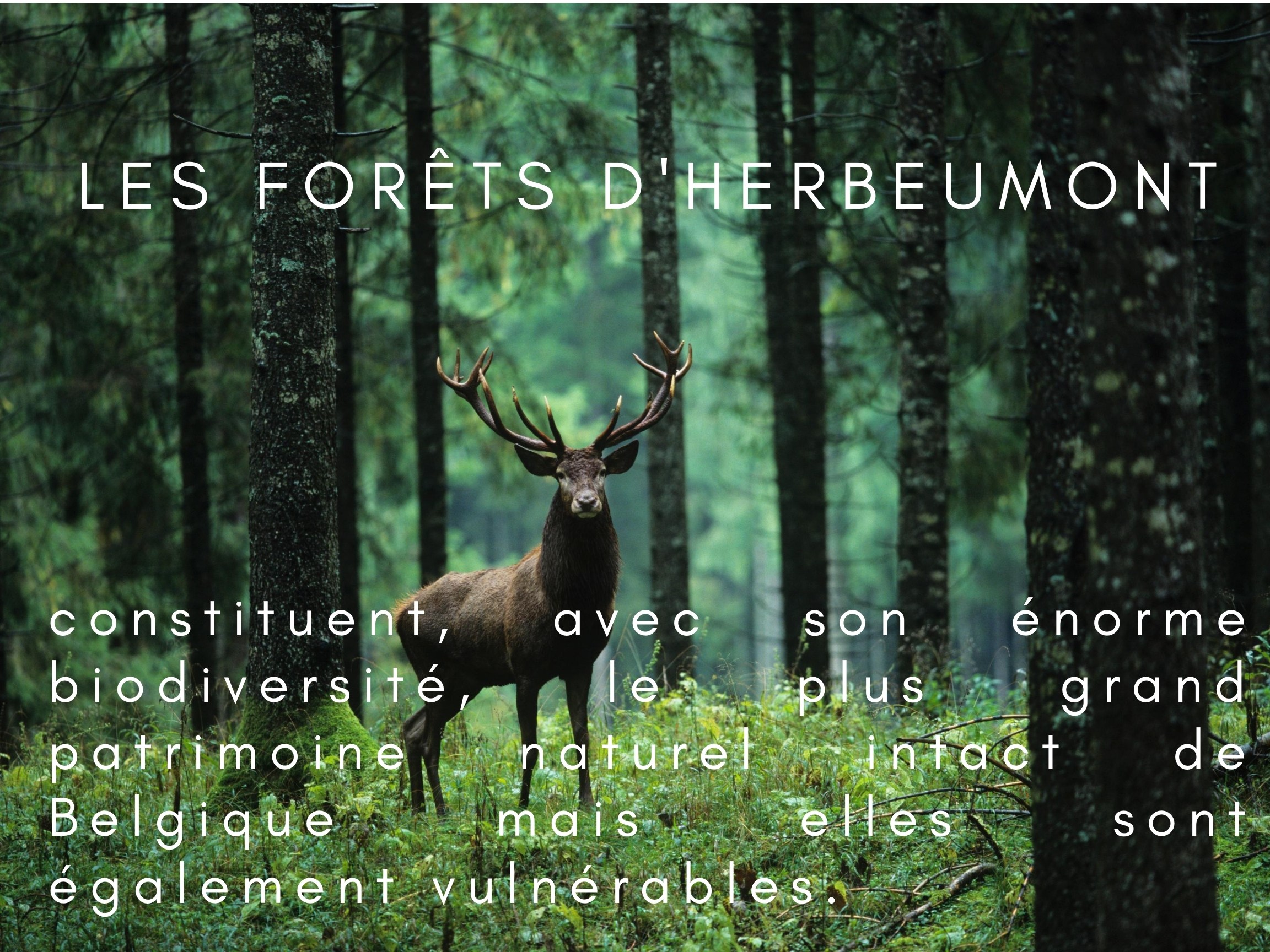 les_for&ecirc;ts_dHerbeumont1.jpg